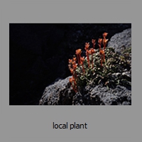 local plant